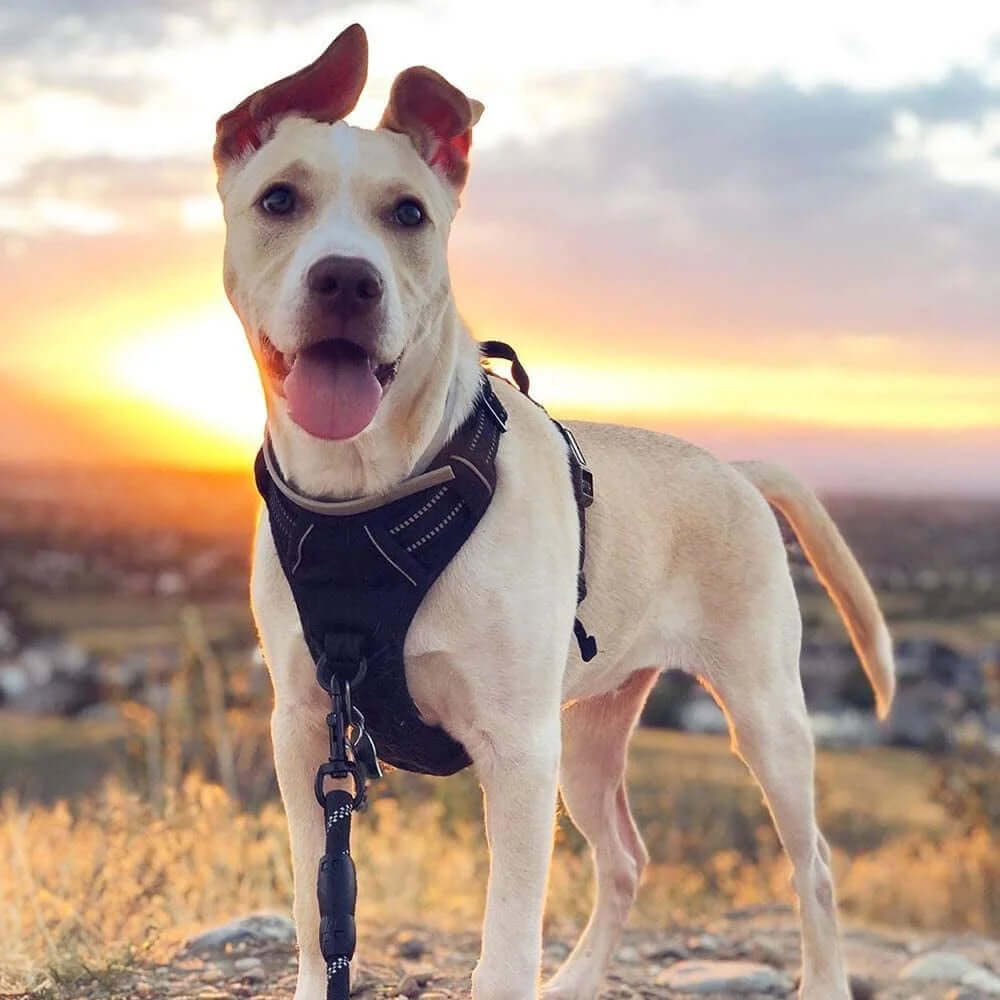 PawPulse dog harness black classic colour with reflective accents